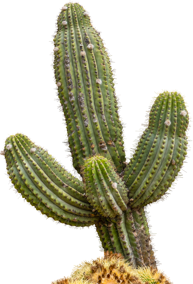 Saguaro Cactus Plant  